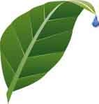 tobacco_leaf